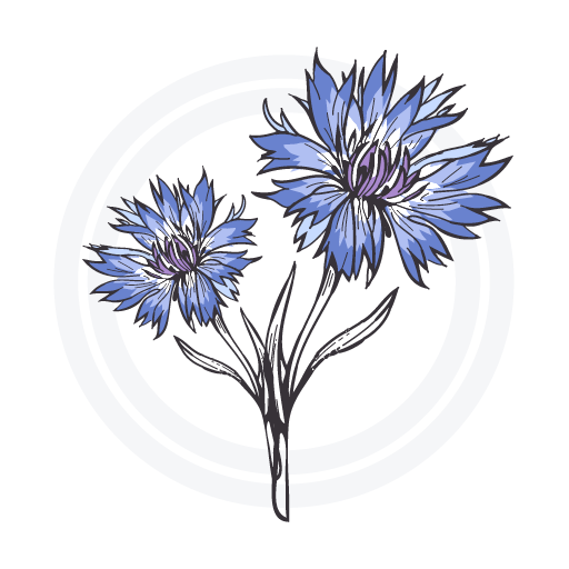 Landgasthaus Kornblume